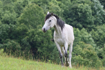 Obraz premium Koń Hokkaido