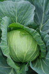 生育中のキャベツ