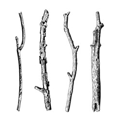 Hand drawn wood twig set,  ink rustic design elements collection. Dry wood tree branch and wooden twig bundle. Detailed and precise ink drawing driftwood twigs set in engraved style. Vector.