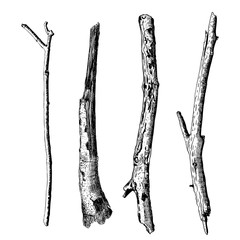 Hand drawn wood twig set,  ink rustic design elements collection. Dry wood tree branch and wooden twig bundle. Detailed and precise ink drawing driftwood twigs set in engraved style. Vector.