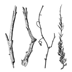 Fototapeta premium Hand drawn wood twig set, ink rustic design elements collection. Dry wood tree branch and wooden twig bundle. Detailed and precise ink drawing driftwood twigs set in engraved style. Vector.