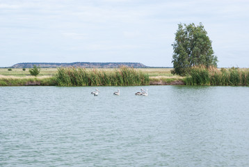Pelicans in pond with blue sky background