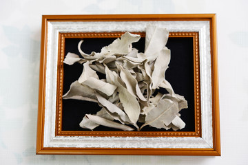 ホワイトセージの乾燥葉