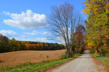 Country road & golden field on a sunny Autumn day 