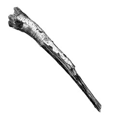 Detailed and precise ink drawing wood twig, isolated on white forest object, natural tree branch, stick, hand drawn driftwood forest floor pickups. Rustic design, classic drawing element. Vector.