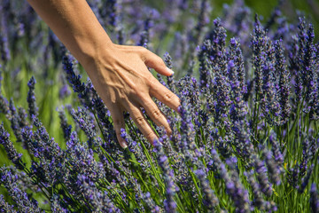 Lavender field
