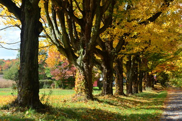 Row of colorful trees along a country road on an Autumn day 