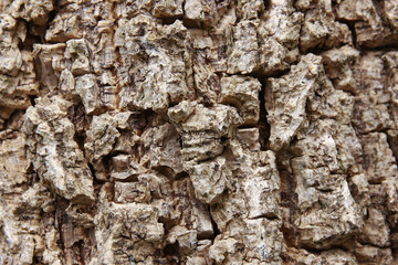 Cluse up of Indian cork tree