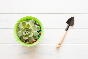 Potted plants on white wood
