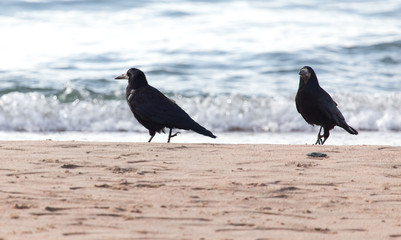 black crow on the sand