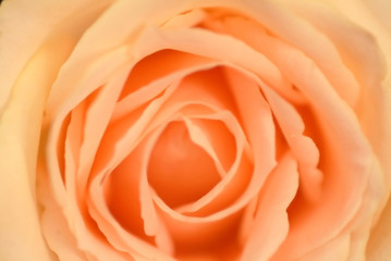 A blur of orange roses-super macro shot of flower for beautiful