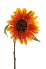 Red flower sunflower isolated on a white background