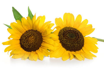 Yellow flower sunflower isolated on a white background