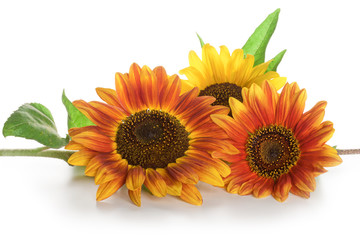 Obraz premium Red and yellow flower sunflower isolated on a white background