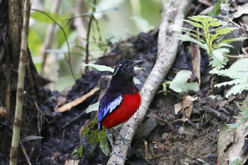 Black crowned Pitta / This is very rare wild bird photo which was took in Malaysia Borneo.
This bird name is Black crowned Pitta.
