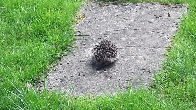 A young hedgehog, about eight weeks old, being found in a UK garden in daylight hours, is clearly in distress, moving about with difficulty The hedgehog was then taken to a rescue centre for treatment