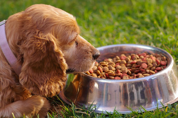 Closeup very cute cocker spaniel dog posing in front of metal bowl with fresh crunchy food sitting...