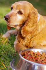 Obraz premium Closeup very cute cocker spaniel dog posing in front of metal bowl with fresh crunchy food sitting on green grass, animal nutrition concept