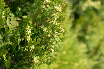 Fototapeta premium arborvitae branches in nature as a background