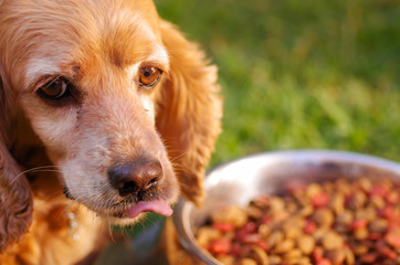 Closeup very cute cocker spaniel dog posing in front of metal bowl with fresh crunchy food sitting on green grass, animal nutrition concept