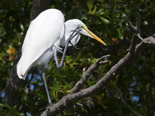 Great Egret in Tree Scratching