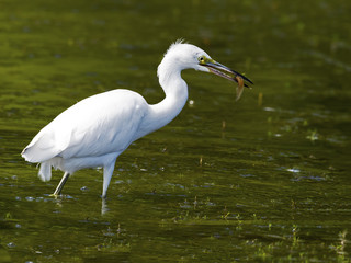 Juvenile Little Bluer Heron with Fish