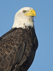 Bald Eagle Portrait