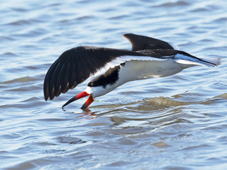Black Skimmer Skimming