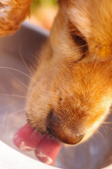 Naklejka premium Closeup very cute cocker spaniel dog drinking water from metal bowl, animal nutrition concept