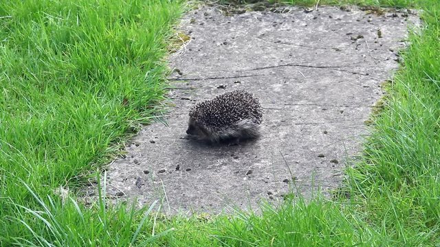 A young hedgehog, about eight weeks old, being found in a UK garden in daylight hours, is clearly in distress. A man picks it up to rescue it. The hedgehog was then taken to a hedgehog rescue centre.