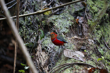 Blue banded Pitta / This is very rare wild bird photo which was took in Malaysia Borneo.
This bird name is Blue banded Pitta.