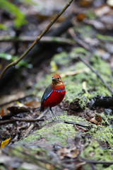 Blue banded Pitta / This is very rare wild bird photo which was took in Malaysia Borneo.
This bird name is Blue banded Pitta.