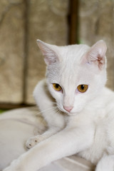 Hermoso gato blanco