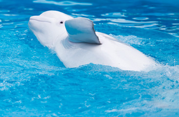 Naklejka premium white dolphin in the pool