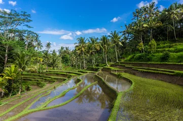 Zelfklevend Fotobehang Rijstterrassen, Gunung Kawi, Bali, Indonesië © Suzanne Plumette