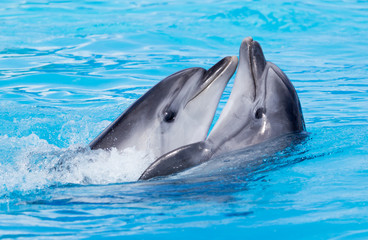 two dolphins dancing in the pool