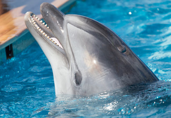Dolphin in the pool