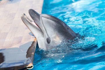 Dolphin in the pool