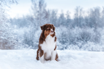 Dog breed Australian Shepherd, Aussie,