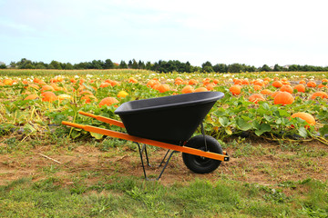 Wheelbarrow in the pumpkin patch. Pumpkin picking. Halloween and fall concept