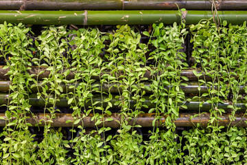 Green Creeper Plant or Dischidia Nummularia Variegata Background