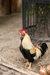 Rooster