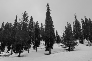 winter landscape with firs