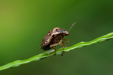 Brown marmorated stink bug (Halyomorpha halys) on a stem