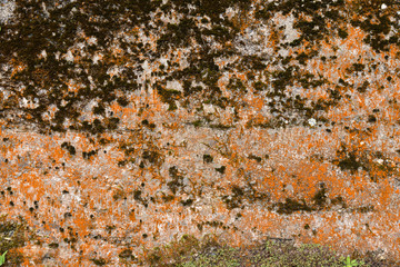 Concrete Wall with Strange Moss
