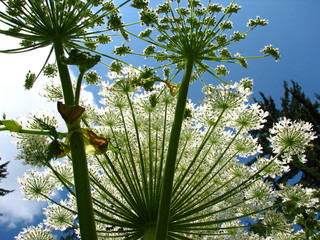 Doldenblüte von unten