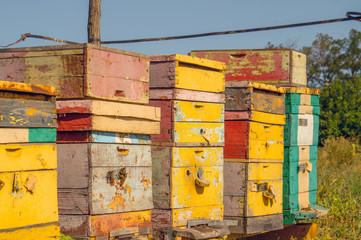 Пчелиные ульи под ярким летним солнцем © Maryna Konoplytska