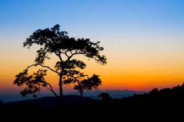 Silhouette tree on colorful sky at sunset time, traveling outdoor national park