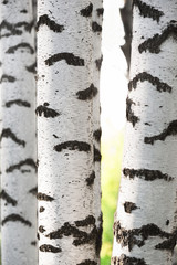 summer in birch forest