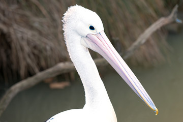 Pelican close up